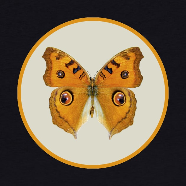 Meadow Argus Butterfly by Design_Windmill